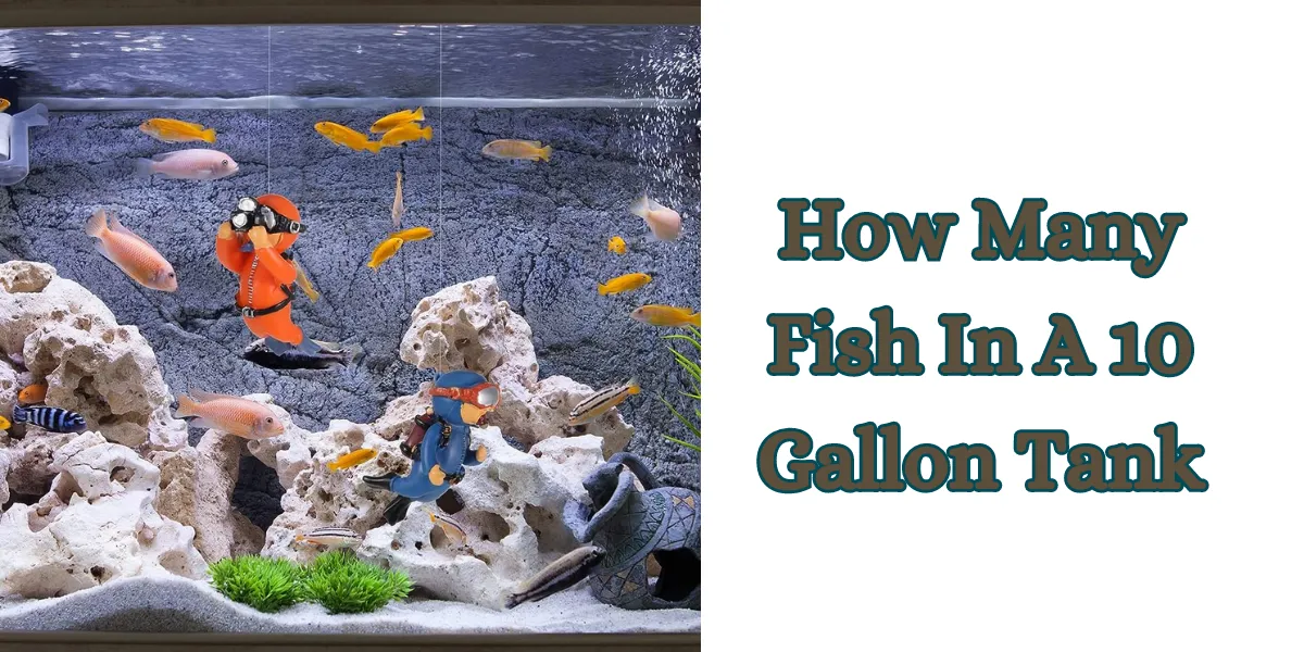how many fish in a 10 gallon tank (1)