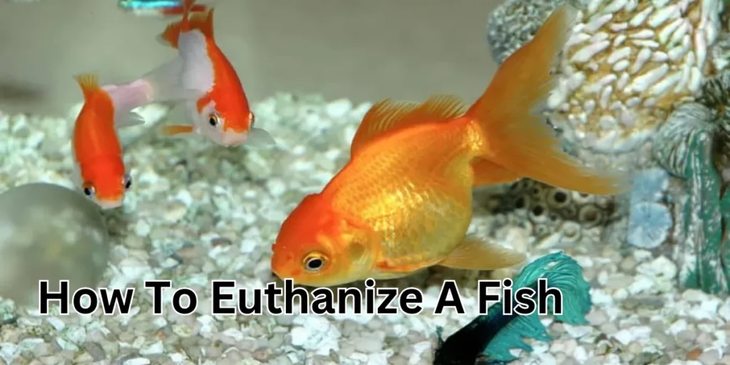 how to euthanize a fish (1)
