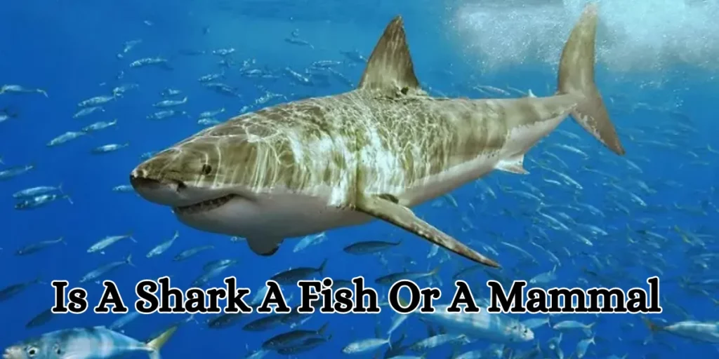 Is A Shark A Fish Or A Mammal