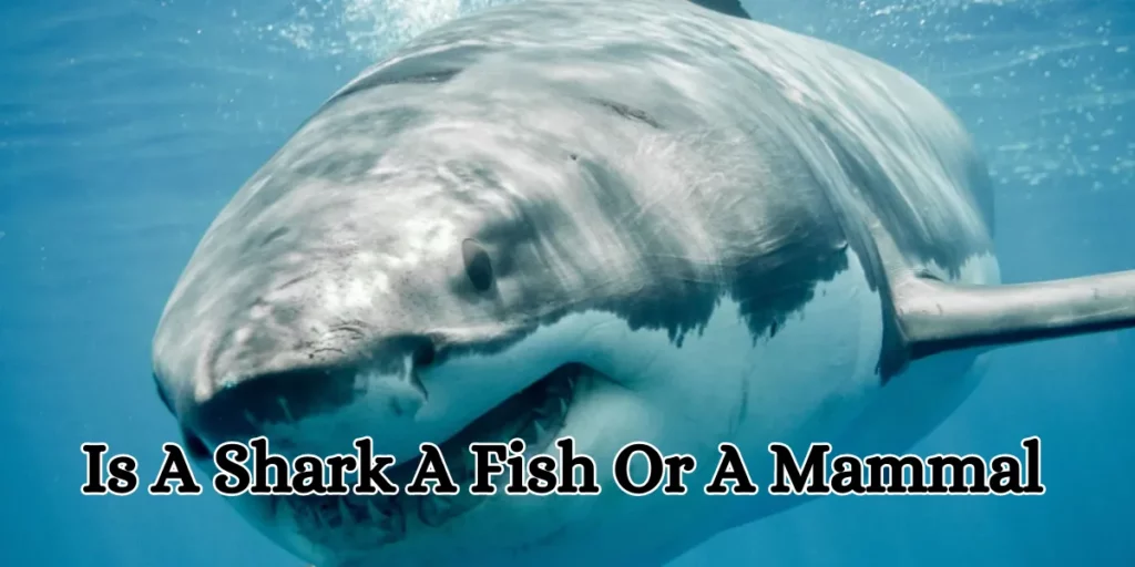 is a shark a fish or a mammal