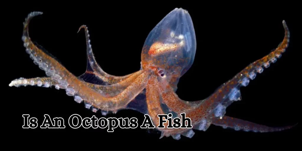 is an octopus a fish